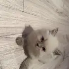 قطط