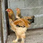 دجاج براهما ( تم البيع )