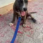 كلب بيتبول