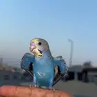 بادجي مفقود