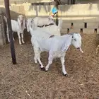 تيوس مخاصي