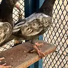 طبه تيدي