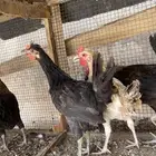 دجاج عربي اصيل