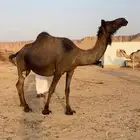 مجهم لقحه