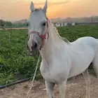 حصان عربي اصيل