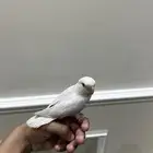 روز اليف وهدد نشبه(تم البيع)