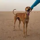 سلقة صيد ومقناص