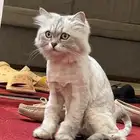 قطه للتبني