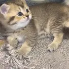 قطه سكوتش