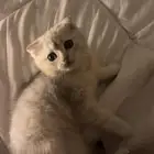 قط صغير