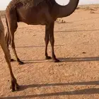 قعود سمين