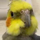 عصفور كروان ضايع