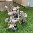 فروخ براهما كولومبي