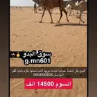 لتواصل