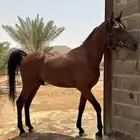 حصان واهو خط جمال
