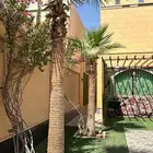نخل واشنطني