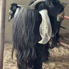 تيس عارضي كفو