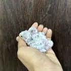 للبيع فرخين روز ابرق (( تم البيع ))