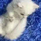 قطط كيتن شيرازي