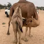 بكار على الحليب شحم