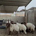 رخال نعيم جبره