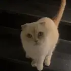 تبني مستعجل