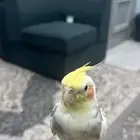 كروان للبيع