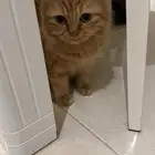 قطط تطلب التزاوج