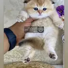قطط صغيره سكوتش فولد