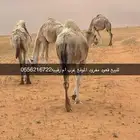 قعود