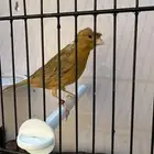 انثى كناري مشمشي كرست