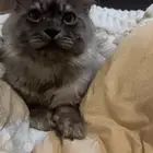 قطاوه للتبني