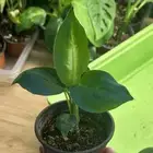 عرض نباتات داخلي ليوم الوطني