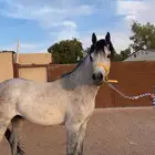 مهر واهو خط جمال