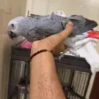 كاسكو للبيع