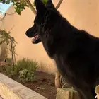 كلب بلاك جيرمن