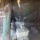 حجل شنير