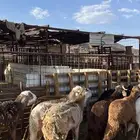 طليان سواكن حمري