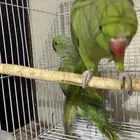 ببغاء درة للبيع