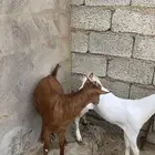 تيوس ذبايح للبيع