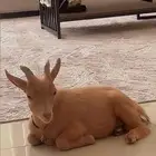 الماعز القزم