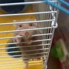 هامستر روسي 120 ريال مع قفص