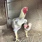 طقم حجازي
