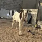 تيس سوري على السوم