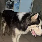 كلب هاسكي