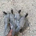 فروخ قهد