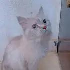 لتبني قطوه. 2 بنات مع أكلهم مع قفص مع البوكس نضيفه مطعمه