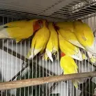 ازواج روز لاتينو منتجه ومحلله (( تم البيع ))