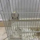 للبيع طقطق ذكر