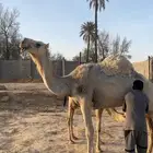 ضروبه رمانيه